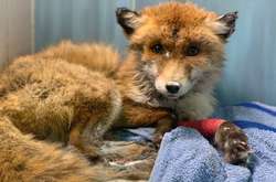 Одеські волонтери рятують лисицю, яку збила машина на Черемушках