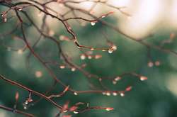 Цього тижня у Києві очікується «синоптичний кордебалет»