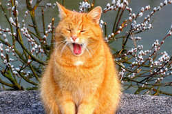 Після завтрашнього похолодання українців очікує весняне потепління, але з вітрами