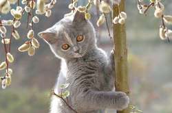 Метеорологічна зима тривала з 13 листопада по 3 березня – загалом 111 днів, що на 6 днів довше кліматичної норми