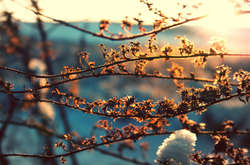 Без опадів і тепло: прогноз погоди в Україні на середу