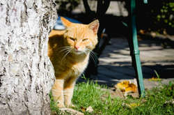 Антициклон принесе в Україну суху та ясну погоду