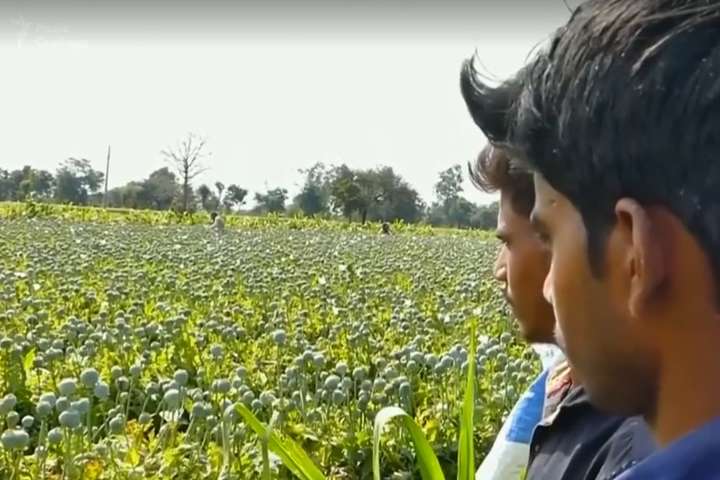 Індійські ферми тероризують папуги-наркомани  