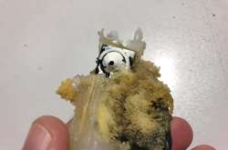 В офісі була схована мініатюрна відеокамера