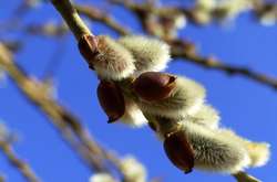 Синоптики розповіли, якою буде погода на вихідних у Києві