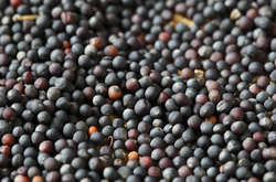 Китай заборонив поставки канадського насіння ріпаку