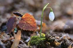 До +17: синоптики розповіли про прогноз погоди на суботу