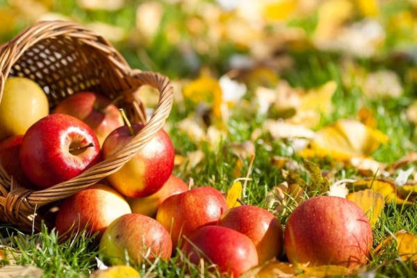 Експерт зробив прогноз щодо врожаю яблук і груш цьогоріч