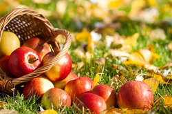 Експерт зробив прогноз щодо врожаю яблук і груш цьогоріч