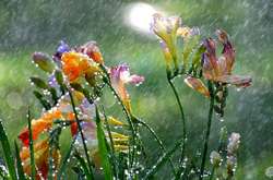 Сьогодні майже на всій території України очікується дощ