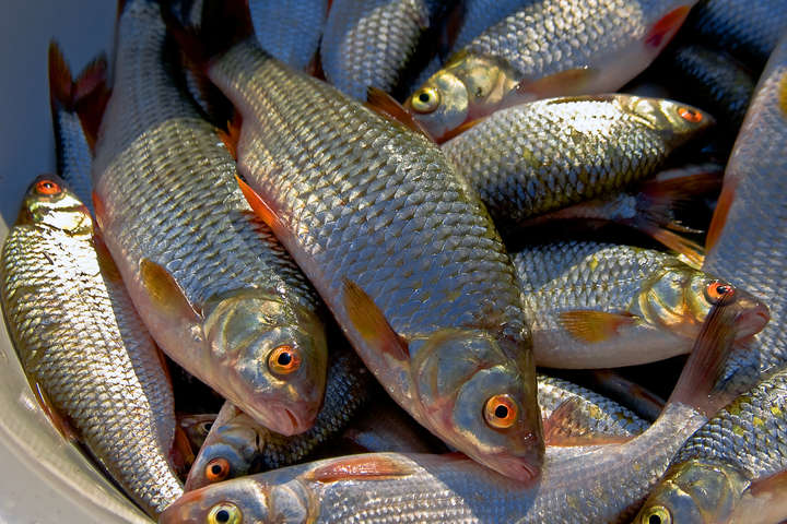 В Україні зріс промисловий вилов риби