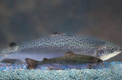  Вироблена AquAdvantage сьомга стала першою у США генетично модифікованою твариною, дозволеною до споживання 
  