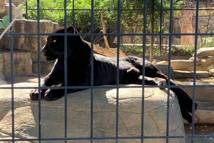Вирішила зробити селфі: у США ягуар напад на жінку в зоопарку