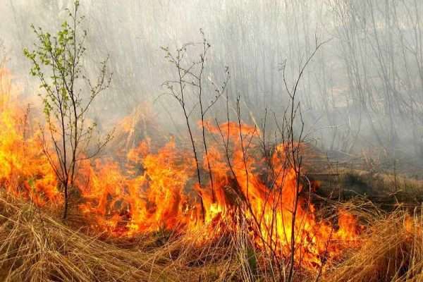 Киян попередили про значні штрафи за спалювання трави