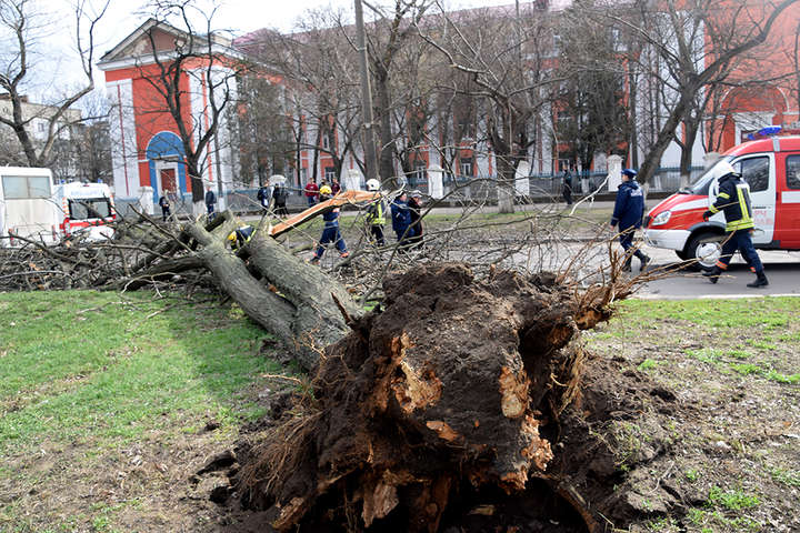 У Миколаєві на маршрутку з пасажирами впало дерево