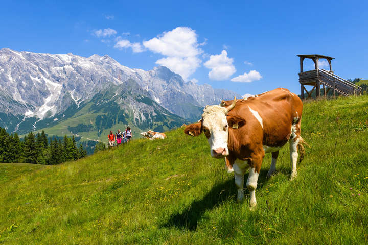 У Австрії після трагічного випадку розкажуть туристам, як поводитися із коровами