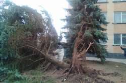 Вивертає з корінням: на Київщині сильний вітер повалив дерева (фото)