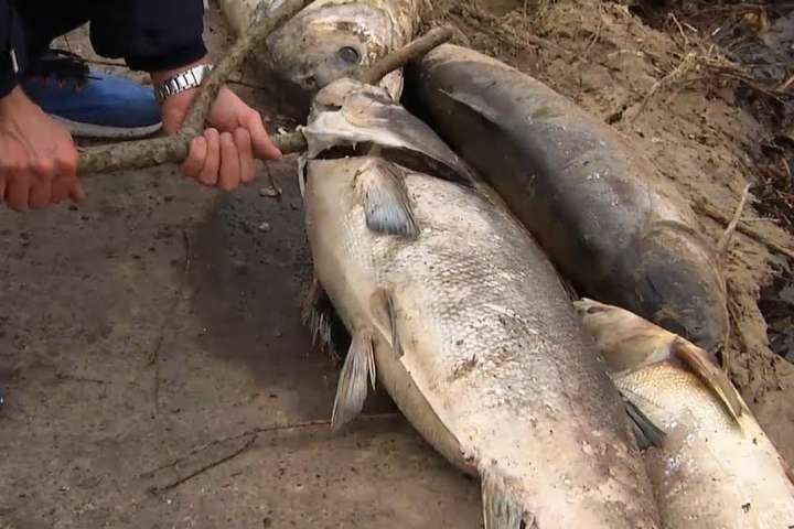 На Русанівському озері в Києві екологічна катастрофа: стався масовий мор риби