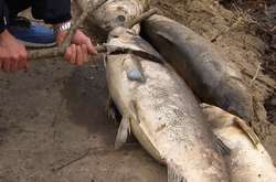 На Русанівському озері в Києві екологічна катастрофа: стався масовий мор риби