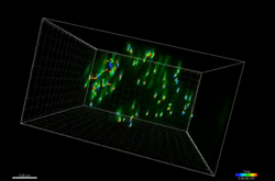  Хромосоми в клітині. Кольорові лінії демонструйють відстань, яку пройшла хромосома (зелені точки).&nbsp; 