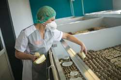 В Росії спалили 640 кг заморожених цвіркунів, яких везли з Білорусі до Москви