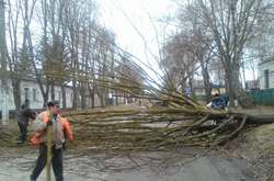 ВІтер повалив дерево у Таращі