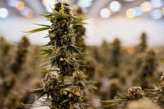Петиція за легалізацію медичної марихуани зібрала потрібні 25 тисяч підписів