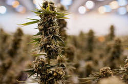 Петиція за легалізацію медичної марихуани зібрала потрібні 25 тисяч підписів