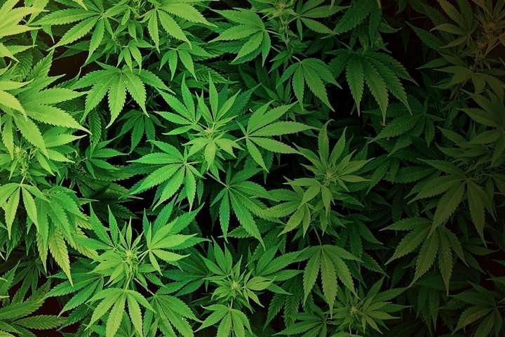 Верховная Рада рассмотрит петицию о легализации марихуаны