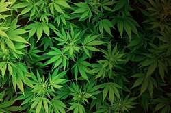 Верховная Рада рассмотрит петицию о легализации марихуаны