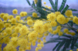 Сьогодні в Україні без опадів, удень до +10