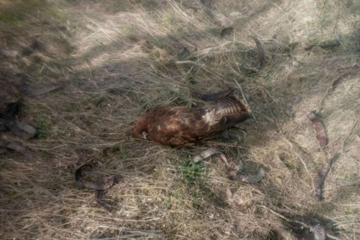 У Запорізькій області розслідують масову загибель тварин і птахів 