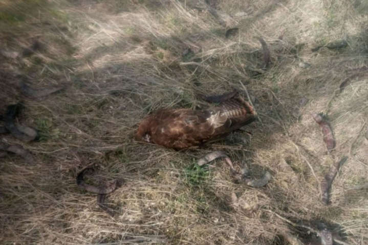 <span>Мор стався біля полів, засіяних рапсом</span> - У Запорізькій області розслідують масову загибель тварин і птахів