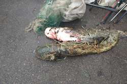 Під час розслідування у браконьєрів вилучено незаконно виловлену рибу