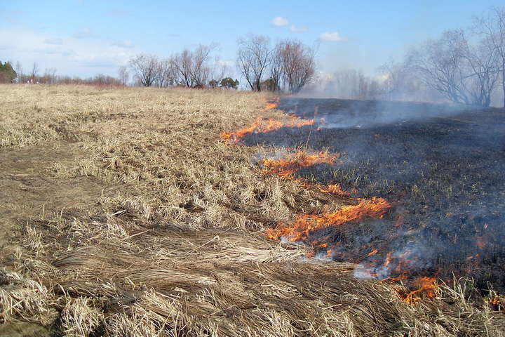 В Киеве выгорело 2500 кв. м камыша и сухой травы – ГСЧС