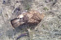 Возле запорожского курорта из-за отравления погибли сотни животных