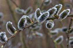 У Києві у четвер сонце сховається за фронтальними хмарами, можливі невеликі опади