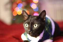 От крошечного больного котенка к роскошной кошке: трогательная история