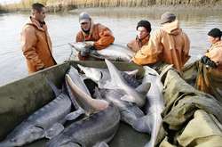 Російський осетер масово мігрує в Україну 