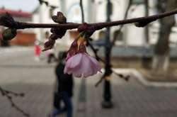 Весна в Украине: в Мукачево зацвела знаменитая сакура