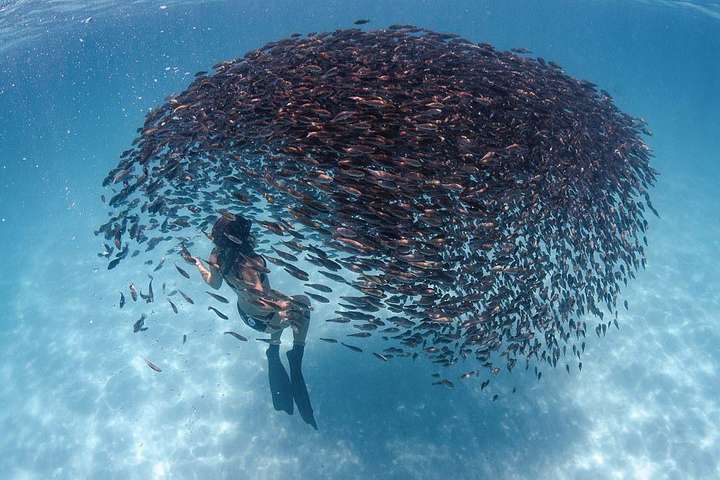 Фантастичні фото дайверів, які пливуть через косяк риб
