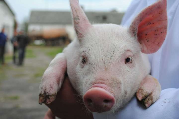 Україна купила в Польщі понад 4 тисяч тонн свинини 