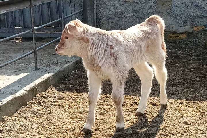 В Одеському зоопарк поповнення: народився малюк угорської корови
