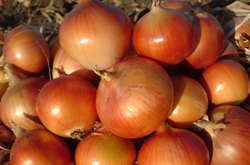 Україна встановила рекорд з імпорту цибулі у лютому