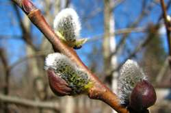 Справжня весна: синоптики сьогодні прогнозують найтепліший день березня