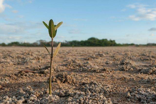 Академія аграрних наук б'є на сполох: в Україні значно погіршився стан ґрунтів 