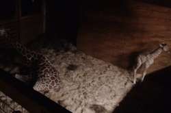 Тисячі людей у світі онлайн спостерігали, як у зоопарку Нью-Йорка народилося жирафеня