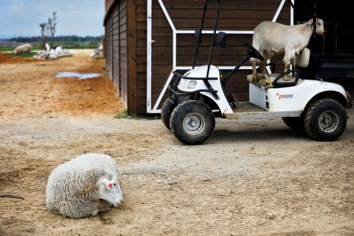 «Freedom Farm» у Ізраїлі: як виглядає притулок для тварин з обмеженими можливостями