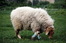 «Freedom Farm» в Израиле: как выглядит приют для животных с ограниченными возможностями