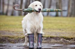 На вівторок синоптики прогнозують різку зміну погоди: подекуди дощі та мокрий сніг